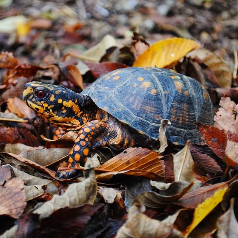 Leaving Leaf Litter Where It Falls