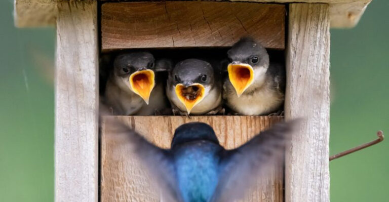 baby birds in a nesting box