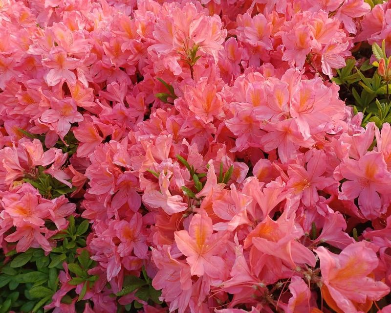 Choosing Native Plants for Easy Care