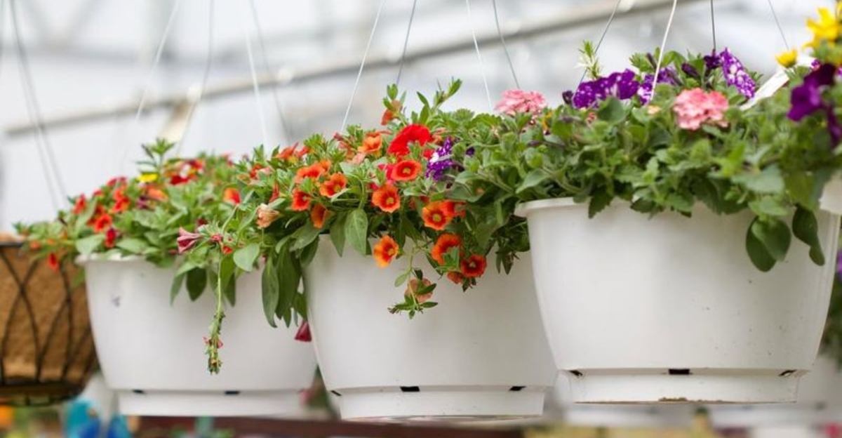 plants (featured image)