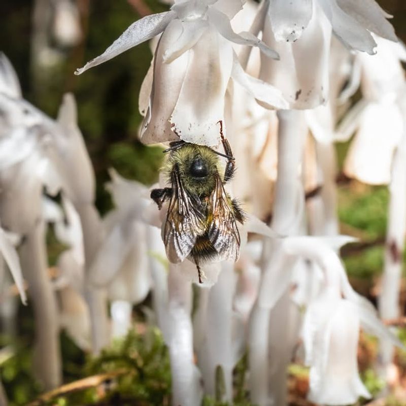 The Role Bees And Other Pollinators Play In Its Survival