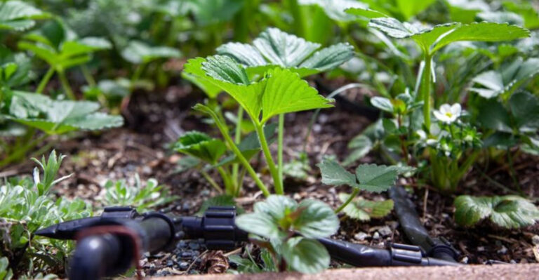 plants (featured image)