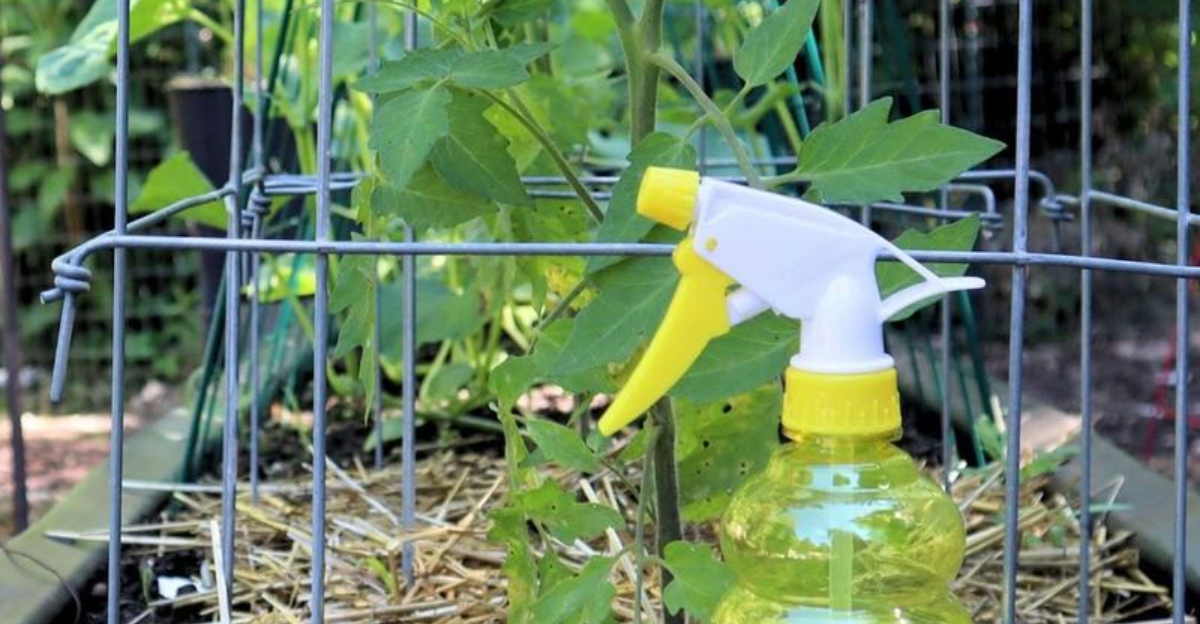 How Illinois Gardeners Use Garlic Spray In December To Protect Fruit Trees