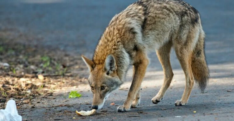 coyote near yard