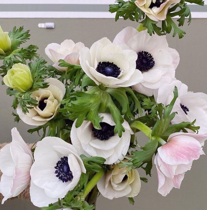 The Meaning And Symbolism Behind Italian Anemone Blooms