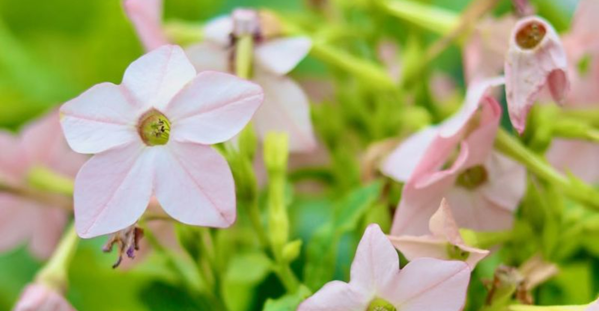 How Kentucky Homeowners Build Scented Entryway Gardens