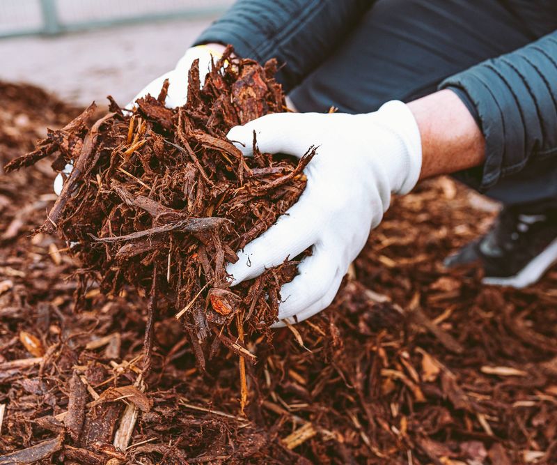 When Ohio Typically Reaches The Right Mulching Window