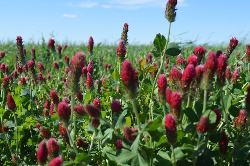 The Nitrogen-Fixing Power That Improves Spring Plant Growth