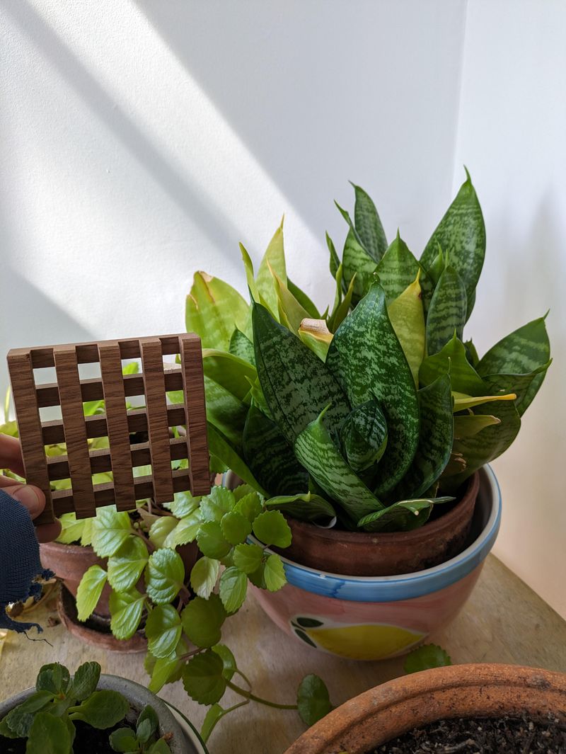 How Often To Turn The Pot For Visible Spiral Results