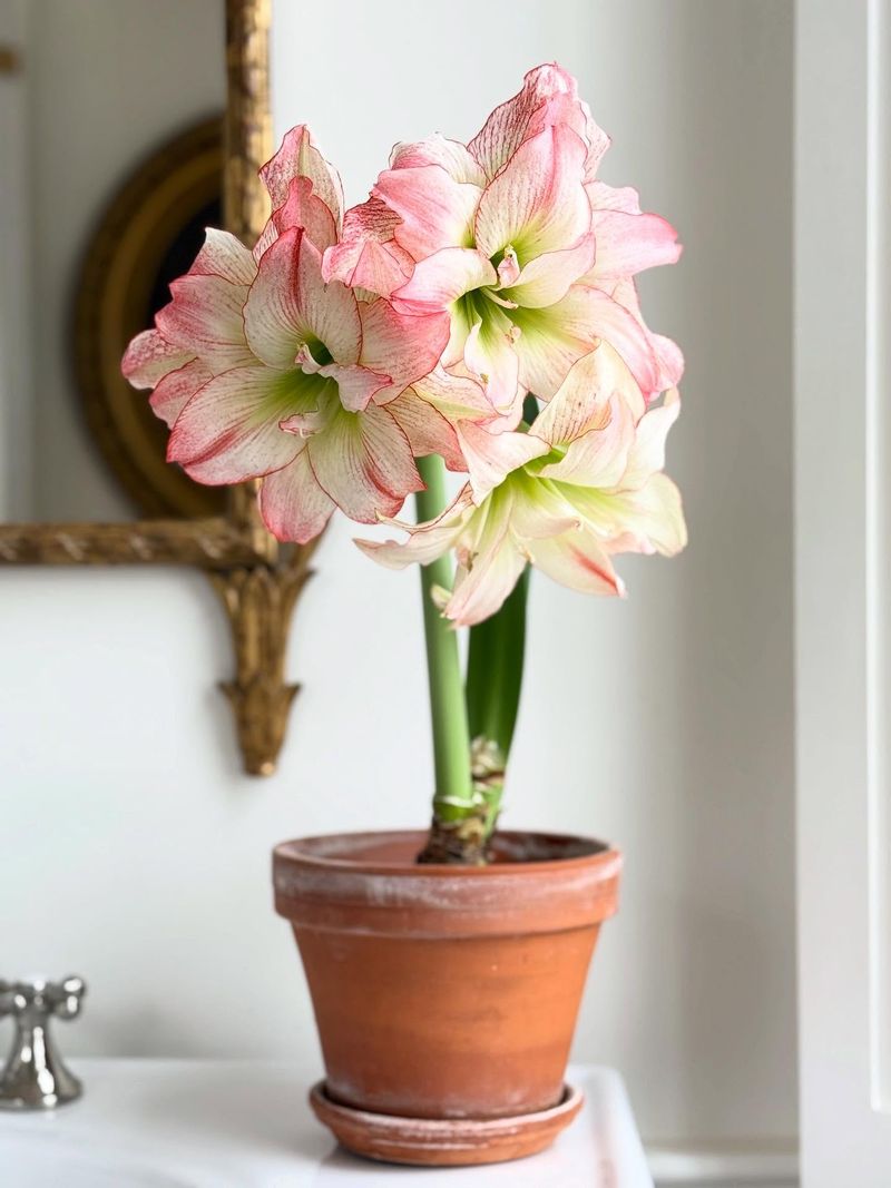 What Happens If The Dormancy Period Is Too Short Or Too Long