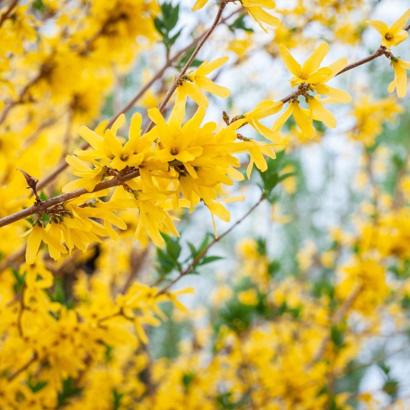 When And How To Transplant New Forsythia Plants Outdoors