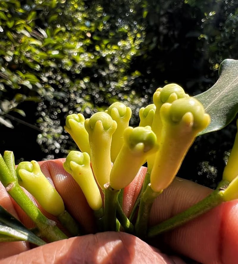 Where To Keep Your Clove Plant For The Best Scent