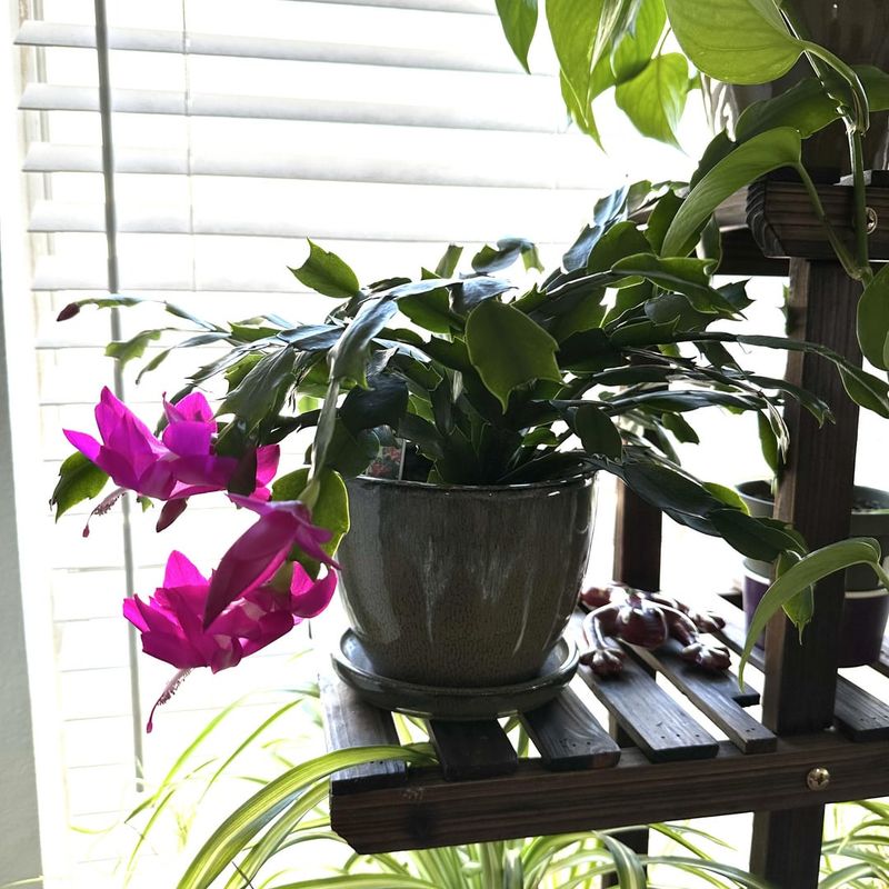 The Most Common Mistakes That Make A Christmas Cactus Sag