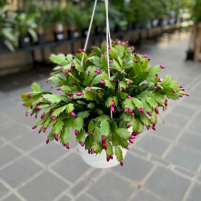 What To Do Once Buds Appear