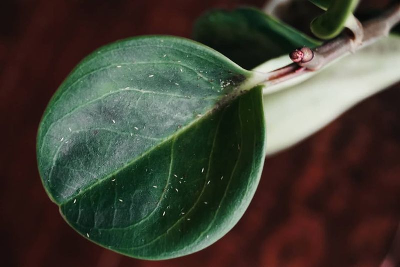 Why Warm Rooms Invite Pests And Disease