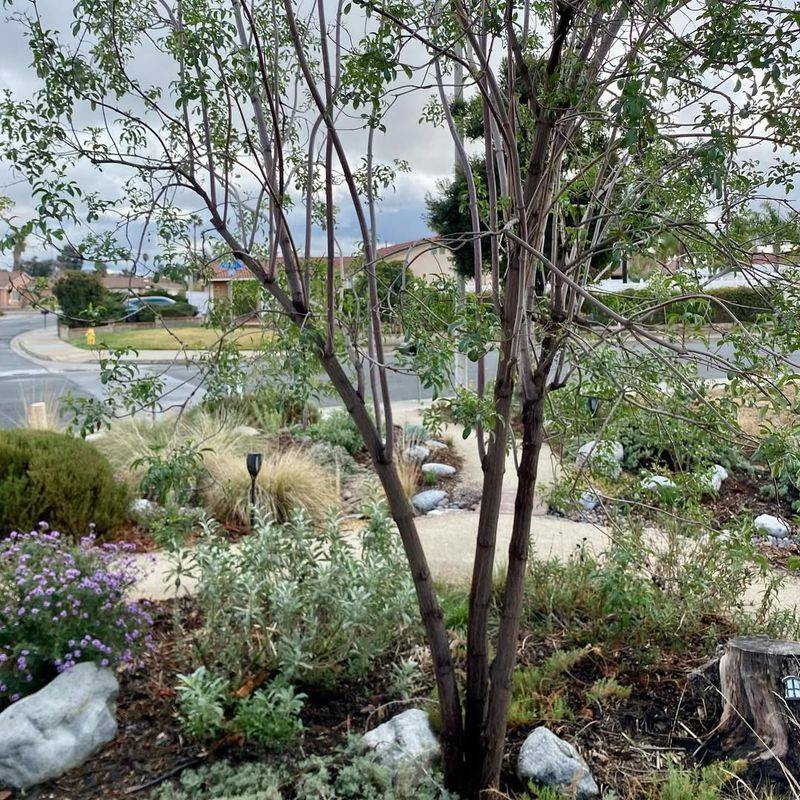 Plant Native Trees And Shrubs