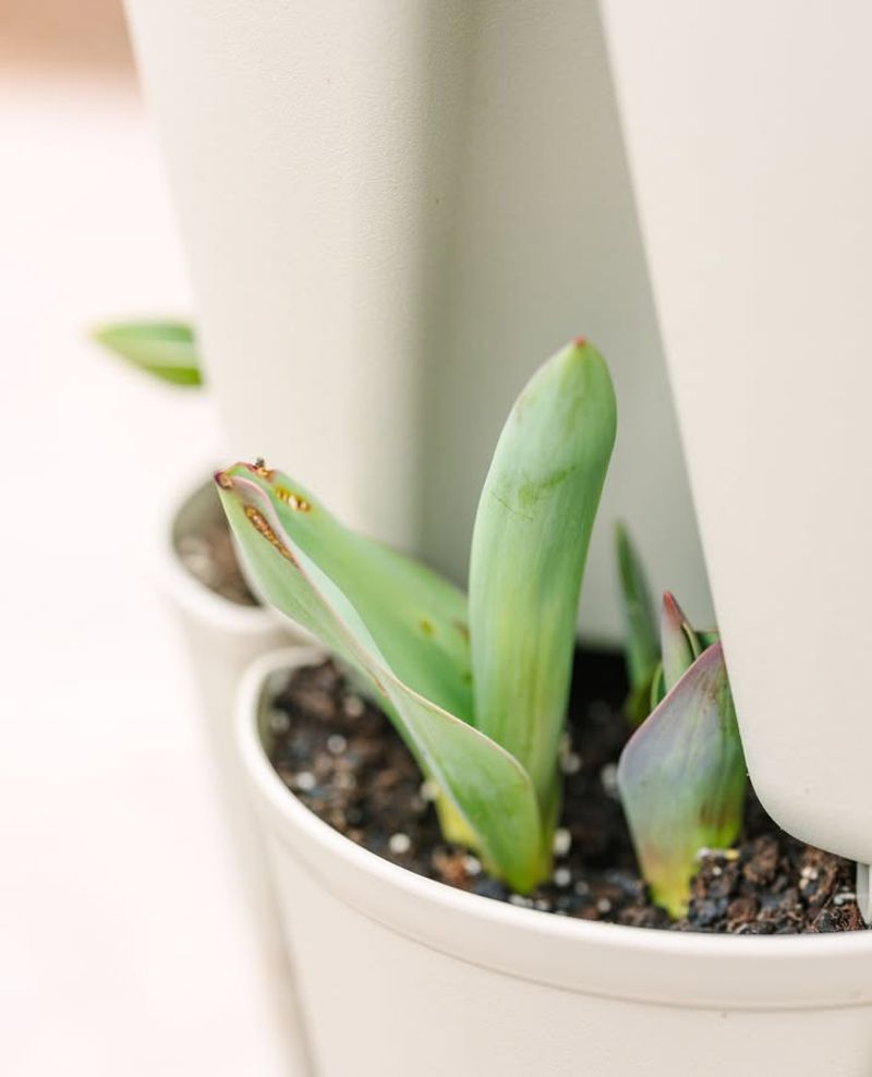 What Gardeners Should And Should Not Do Right Now