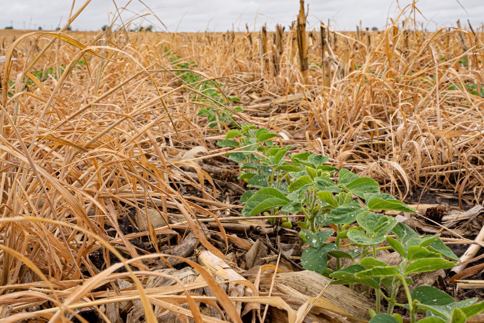 How Michigan Gardeners Improve Soil Biology Naturally
