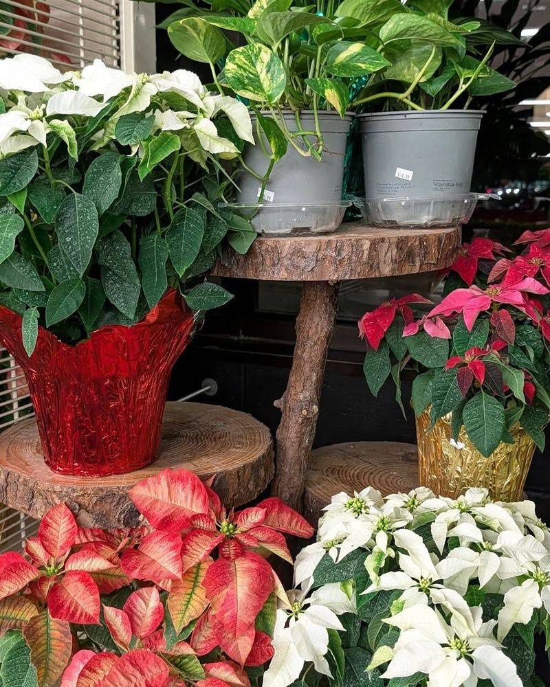 Group Plants Together for Natural Humidity