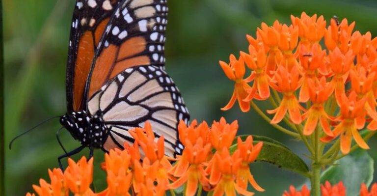 monarch butterfly on butterfly weed