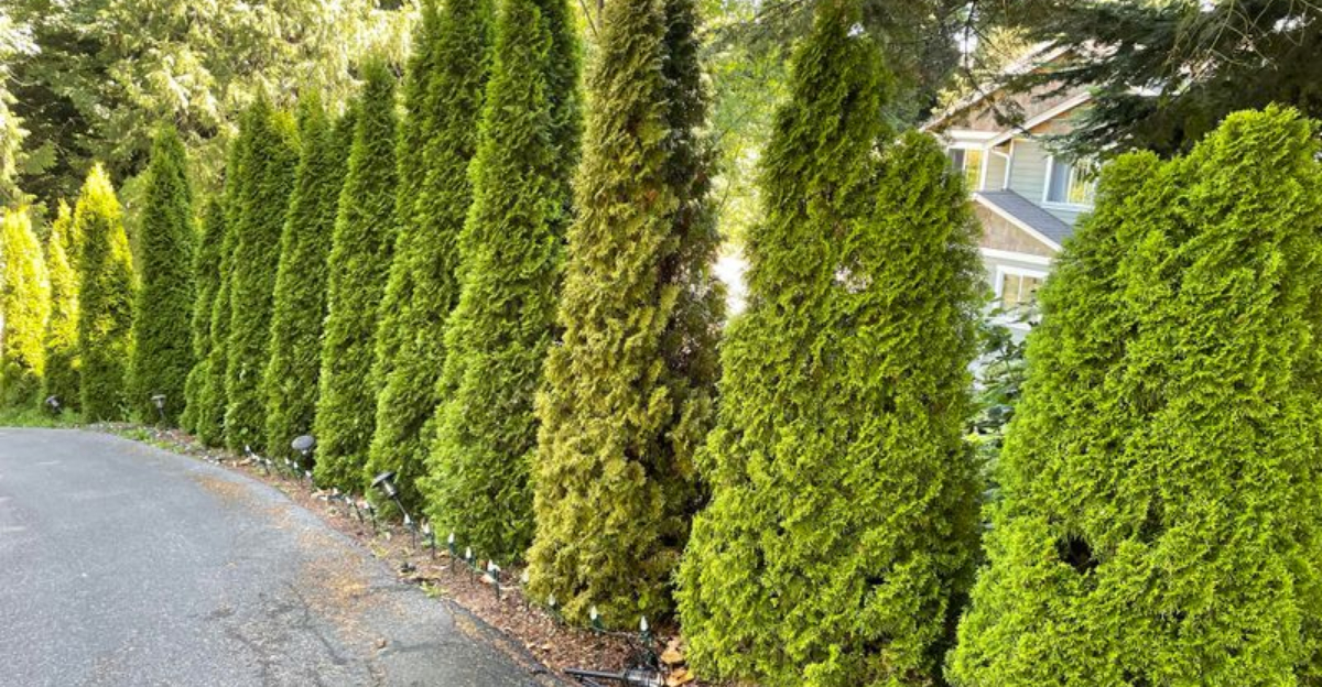 How Michigan Homeowners Use Evergreens For Natural Sound Barriers