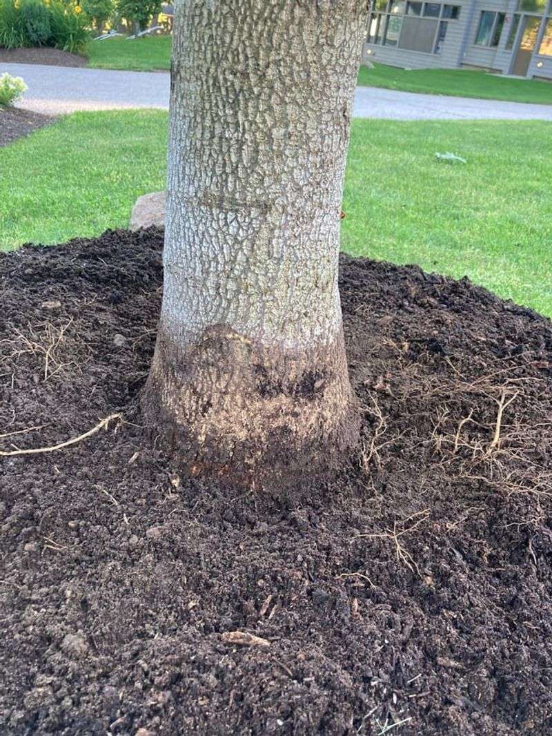 The Mulch Pile Problem That Leads To Rot In Minnesota Gardens
