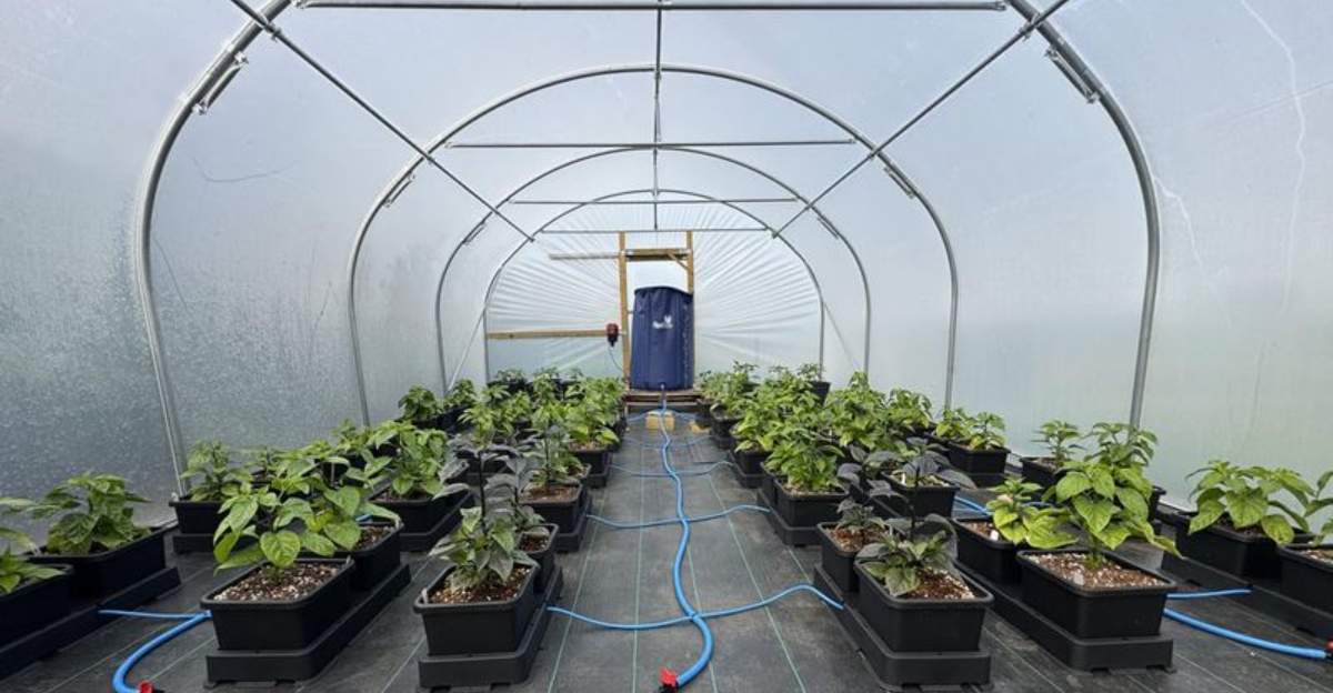 How Minnesota Gardeners Can Keep Their Greenhouse Warm Without Skyrocketing Energy Bills