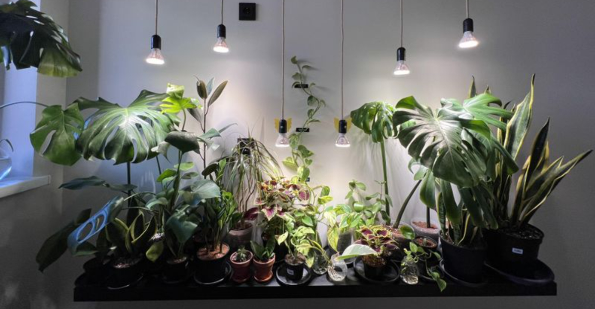 How Minnesota Gardeners Keep Their Houseplants Healthy Through Harsh Winters