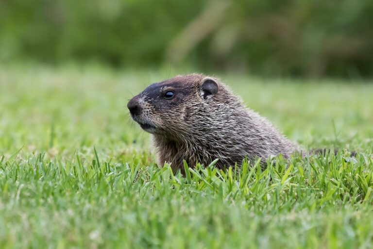 groundhog in garden