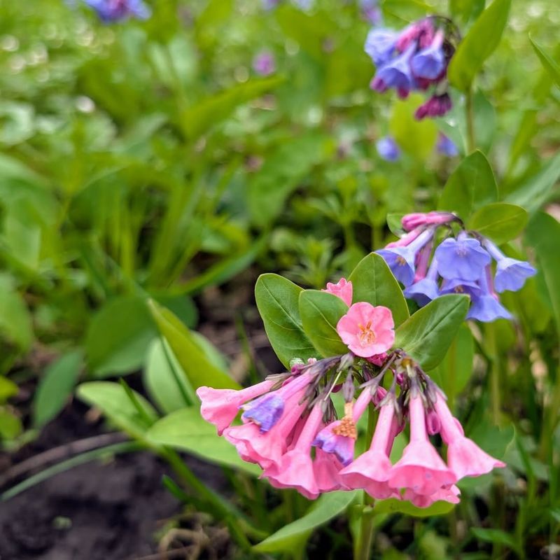 Plant Native Wildflowers Throughout Your Garden