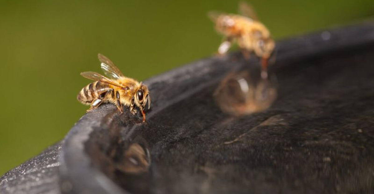 How Minnesota Residents Build Bird And Bee Safe Microhabitats