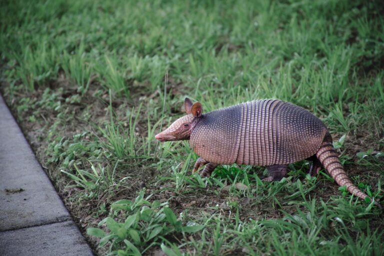 armadillo