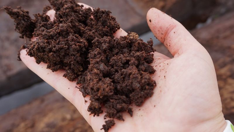 Why Wet Mulch Turns Into A Mold Magnet After Maryland Storms