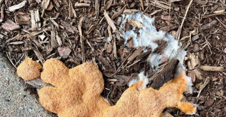 moldy mulch