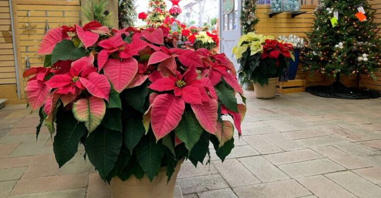 plants (featured image)