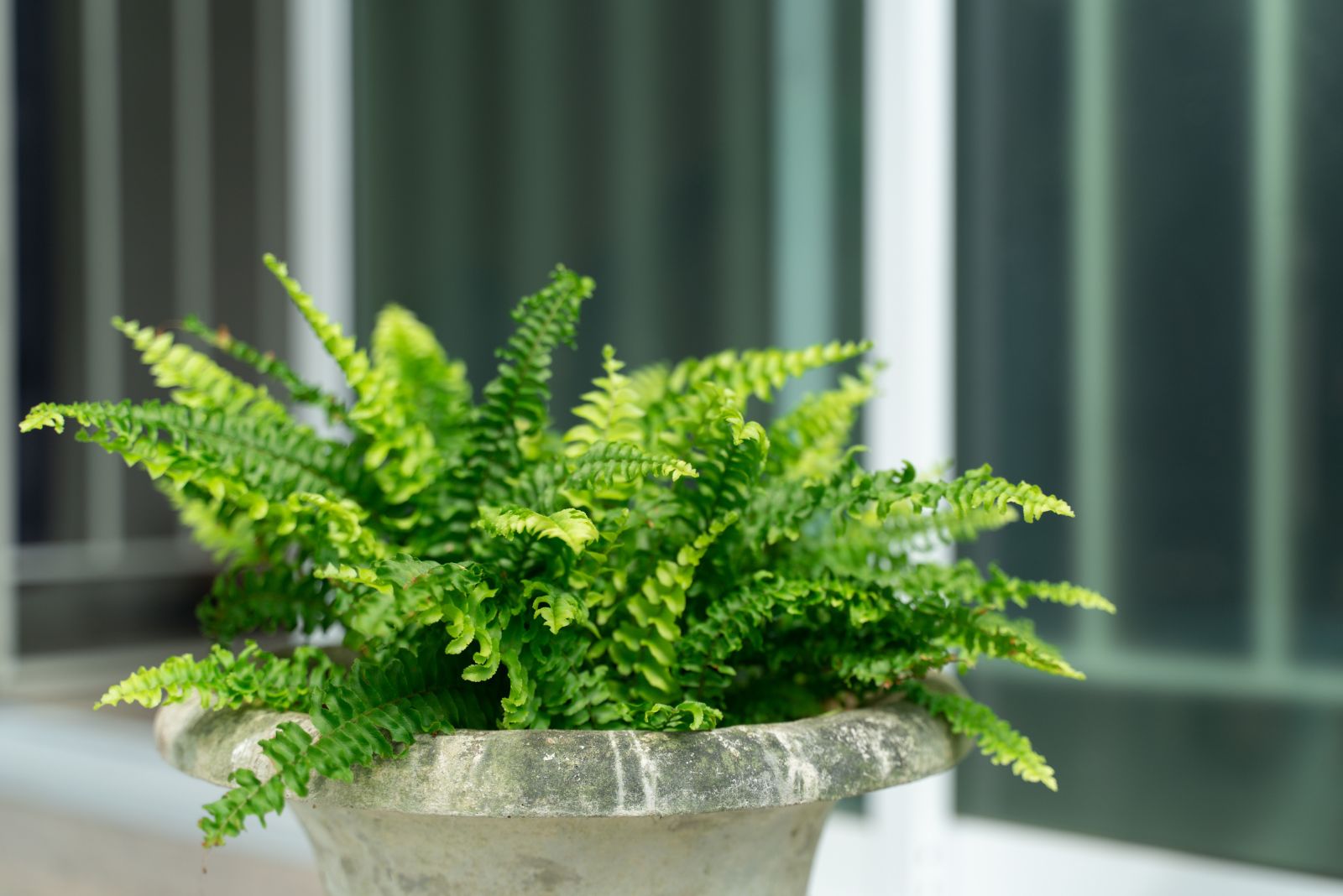 How New Jersey Homeowners Keep Indoor Ferns From Drying Out In Winter