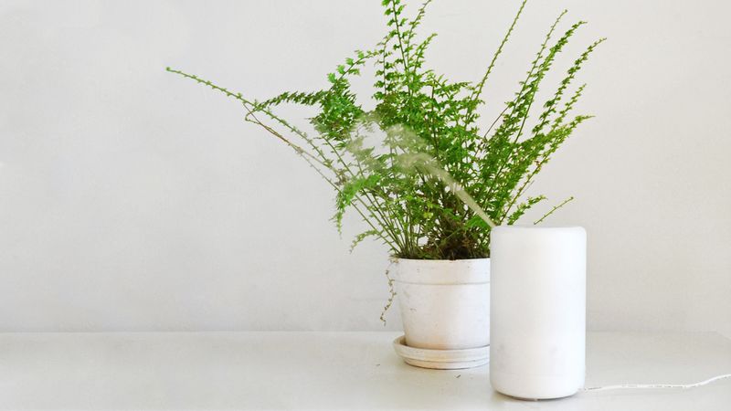 Increase Humidity Levels With A Humidifier