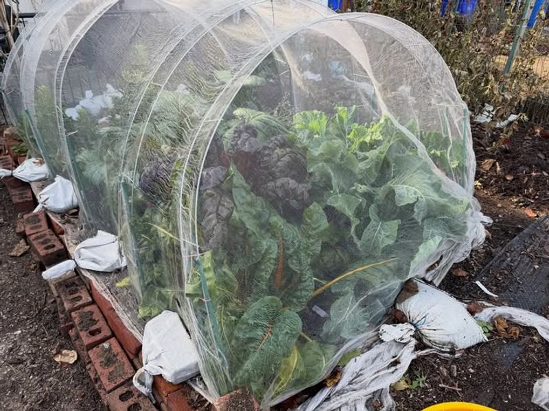 Row Covers Create Warm Microclimates