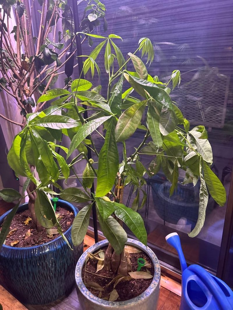 Check Soil Moisture Before Every Watering Session