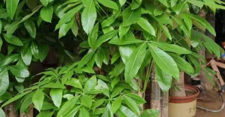 Money tree (featured image)