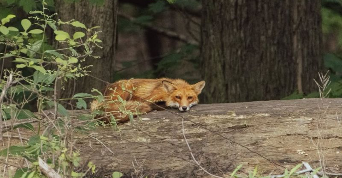 How New York Homeowners Should Respond When A Fox Visits Their Yard