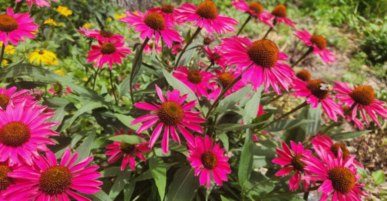 Coneflower (featured image)