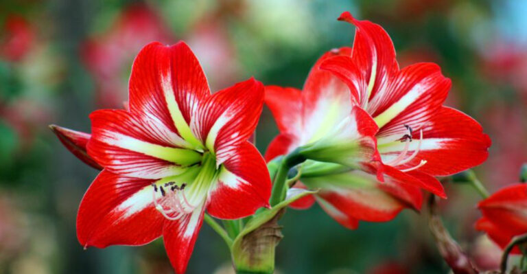 amaryllis
