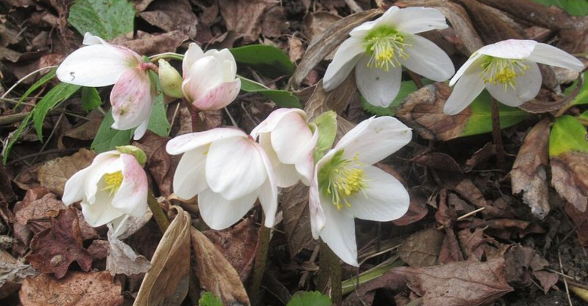 How North Carolina Gardeners Keep Their Hellebores Thriving All Winter Long