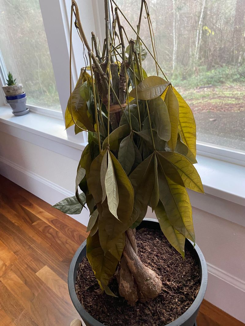 Why Overwatering Is The Fastest Way To Harm A Money Tree