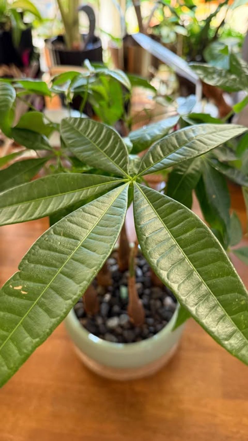 Spring Watering Schedule: March Through May