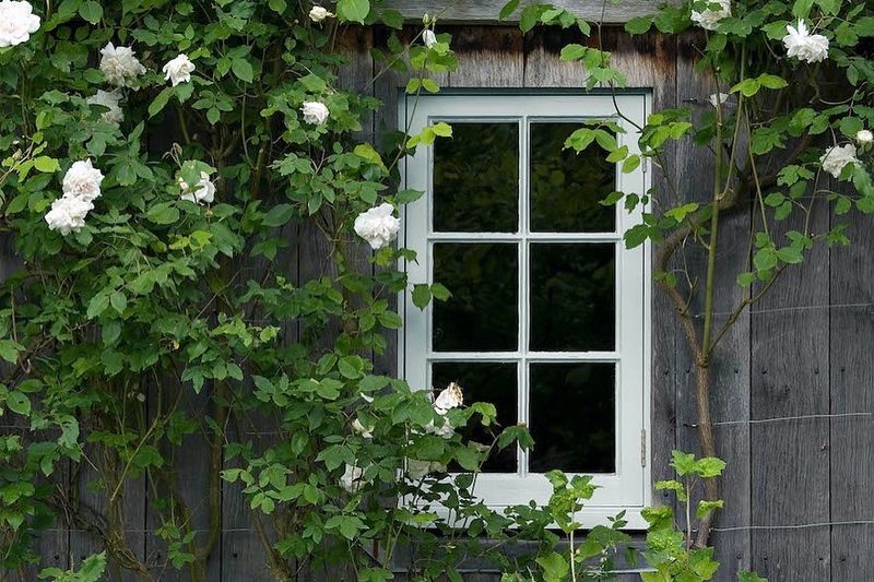 Start with White Flowering Perennials