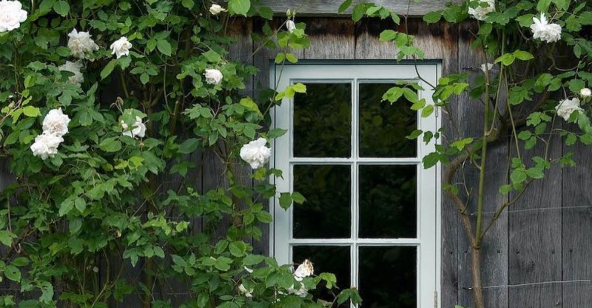 plants (featured image)