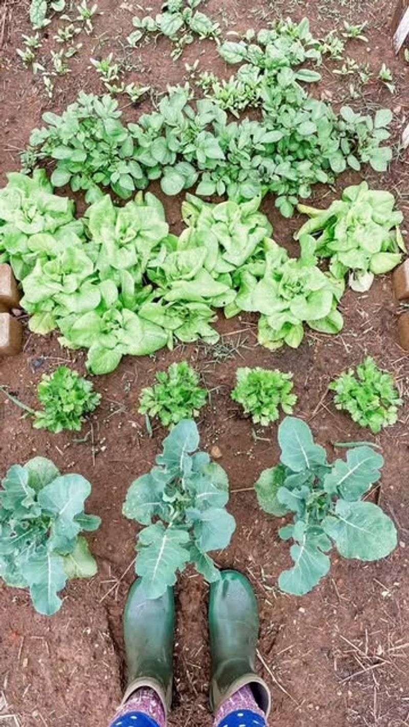 Choosing Cold-Hardy Greens Instead Of Summer Varieties