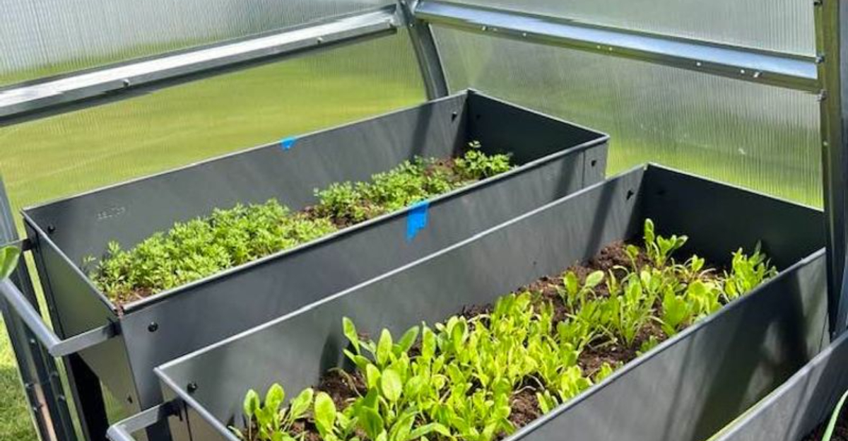 greens in raised beds
